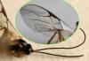 Alysiinae inconnu